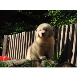 Golden Retriever Imperdvel Golden Retriever Tajj Mahall Filhote Fmea Microchipada Curitiba Valor Muuuuito Reduzido Paran CURITIBA