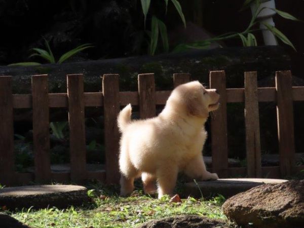 Imperdvel Golden Retriever Tajj Mahall Filhote Fmea Microchipada Curitiba Valor Muuuuito Reduzido