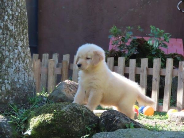 Imperdvel Golden Retriever Tajj Mahall Filhote Fmea Microchipada Curitiba Valor Muuuuito Reduzido