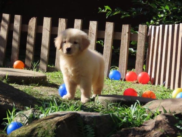 Imperdvel Golden Retriever Tajj Mahall Filhote Fmea Microchipada Curitiba Valor Muuuuito Reduzido