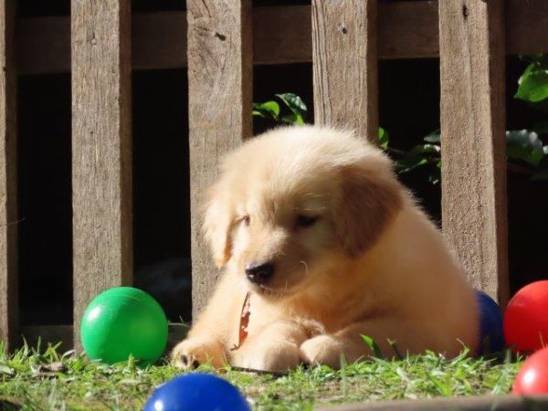 Imperdvel Golden Retriever Tajj Mahall Filhote Fmea Microchipada Curitiba Valor Muuuuito Reduzido