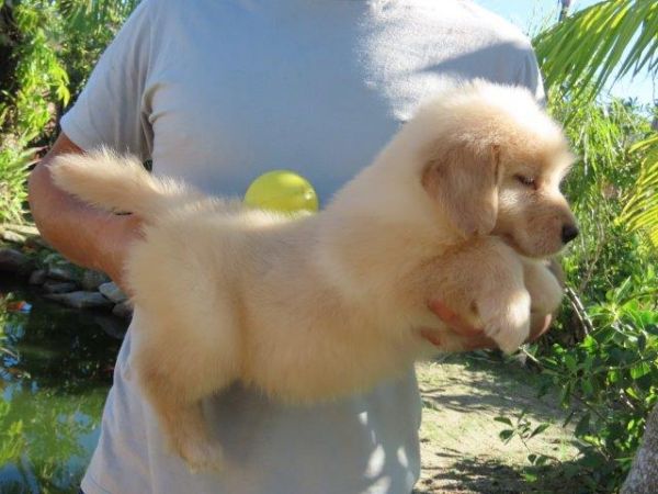 Imperdvel Golden Retriever Tajj Mahall Filhote Fmea Microchipada Curitiba Valor Muuuuito Reduzido