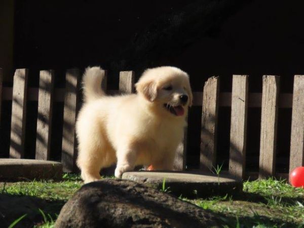 Inacreditvel Golden Retriever Filhote Fmea Tajj Mahall Microchipada Curitiba valor bem reduzido