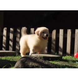 Golden Retriever Inacreditvel Golden Retriever Filhote Fmea Tajj Mahall Microchipada Curitiba valor bem reduzido Paran CURITIBA