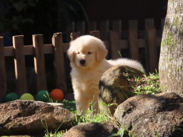 Inacreditvel Golden Retriever Filhote Fmea Tajj Mahall Microchipada Curitiba valor bem reduzido