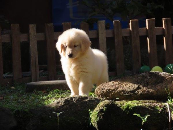 Inacreditvel Golden Retriever Filhote Fmea Tajj Mahall Microchipada Curitiba valor bem reduzido
