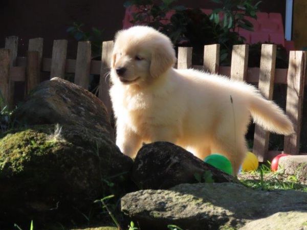 Inacreditvel Golden Retriever Filhote Fmea Tajj Mahall Microchipada Curitiba valor bem reduzido