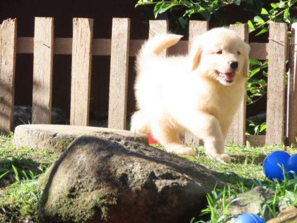 Inacreditvel Golden Retriever Filhote Fmea Tajj Mahall Microchipada Curitiba valor bem reduzido