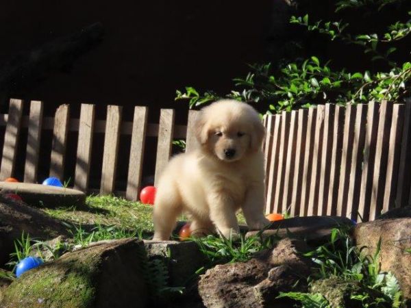 Inacreditvel Golden Retriever Filhote Fmea Tajj Mahall Microchipada Curitiba valor bem reduzido