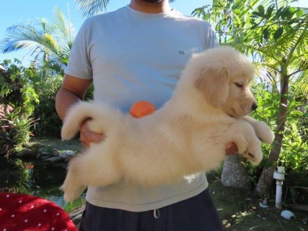 Inacreditvel Golden Retriever Filhote Fmea Tajj Mahall Microchipada Curitiba valor bem reduzido