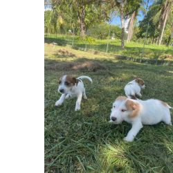 Jack Russel Terrier DEIXE NOSSOS JACKS ESQUENTAREM OS SEUS DIAS FRIOS CES CRIADOS POR VET So Paulo So Paulo