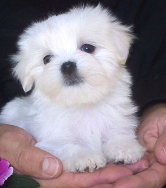 Bichon Maltês miniatura Bichon Maltês miniatura