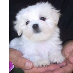 Bichon Malts Bichon Malts miniatura