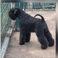 Schnauzer Miniatura Schnauzer miniatura preto Pontevedra Vigo