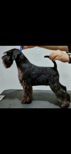 Schnauzer miniatura preto