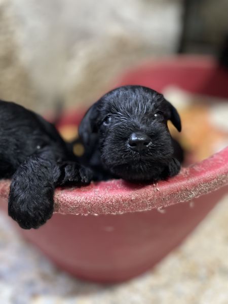 Schnauzer miniatura preto