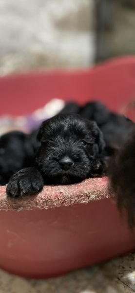 Schnauzer miniatura preto