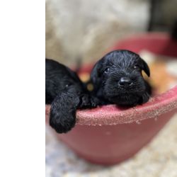 Schnauzer Miniatura Schnauzer miniatura preto Pontevedra Vigo