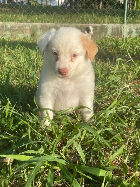 BORDERS ORGULHOSAMENTE CRIADOS POR MDICA VETERINRIA