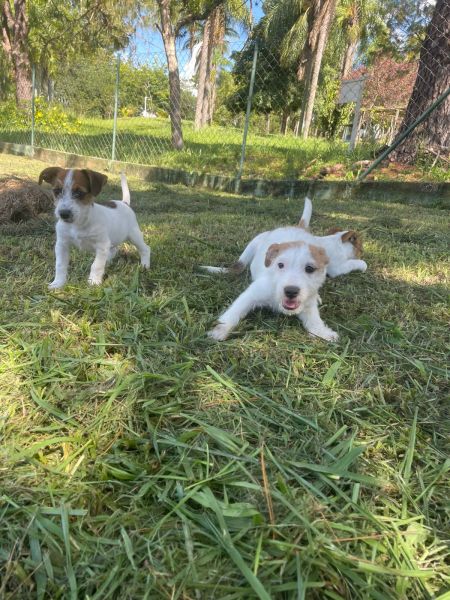 SABE O JACK RUSSEL DOS SEUS SONHOS ELE EST AQUI E  CRIADO POR MDICA VETERINRIA