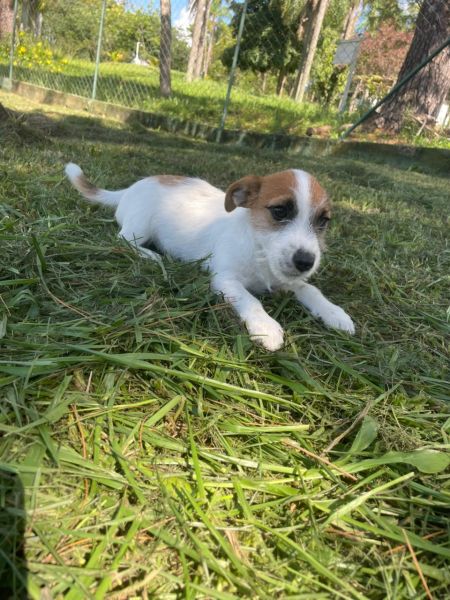 SABE O JACK RUSSEL DOS SEUS SONHOS ELE EST AQUI E  CRIADO POR MDICA VETERINRIA