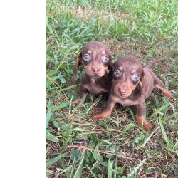 Dachshund DELICIOSAS SALSICHINHAS PARA VOC LEVAR AGORA CES LINDOS CRIADOS POR MDICA VETERINRIA So Paulo So Paulo