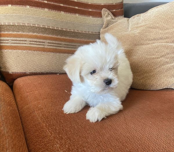 Bichon maltes