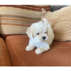 Bichon Malts Bichon maltes