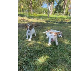 Jack Russel Terrier DEIXE NOSSOS JACKS FAZEREM PARTE DA SUA FAMLIA CES CRIADOS POR MDICA VETERINRIA