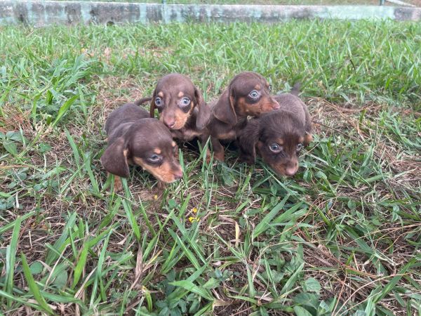 SABIA QUE AQUI SEU TECKELTEM QUALIDADE VETERINRIA DE CRIAO
