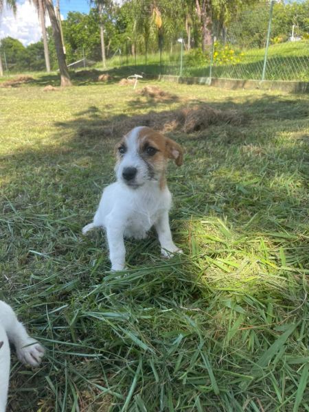 FILHOTES DE JACK CRIADOS POR MDICA VETERINRIA