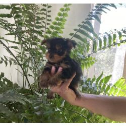Yorkshire Terrier Yorkshire miniatura