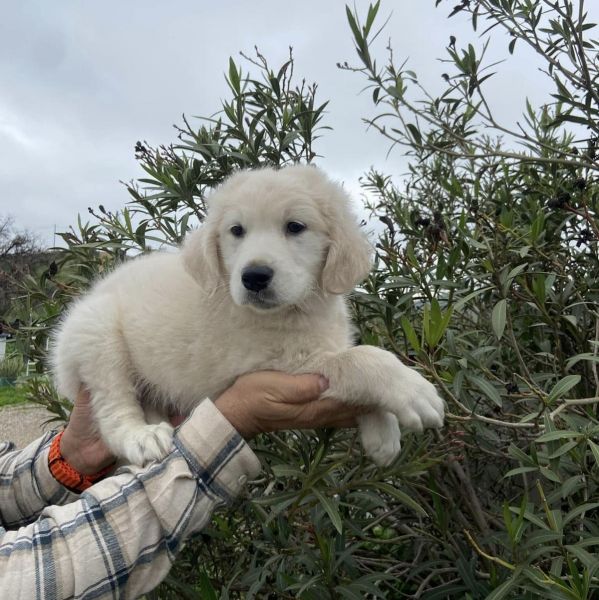 Golden retriever
