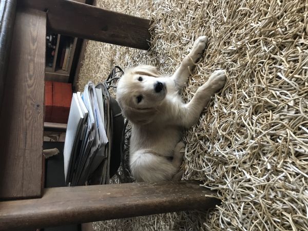 Golden retriever Golden retriever