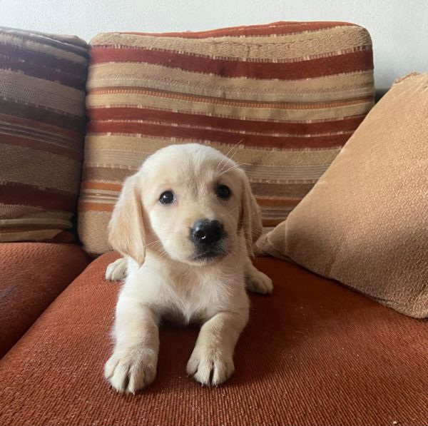 Labrador