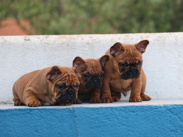 Cachorros Bouledogue Francs - Red Fawn