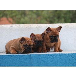 Bulldog Francs Cachorros Bouledogue Francs - Red Fawn Lisboa Torres Vedras