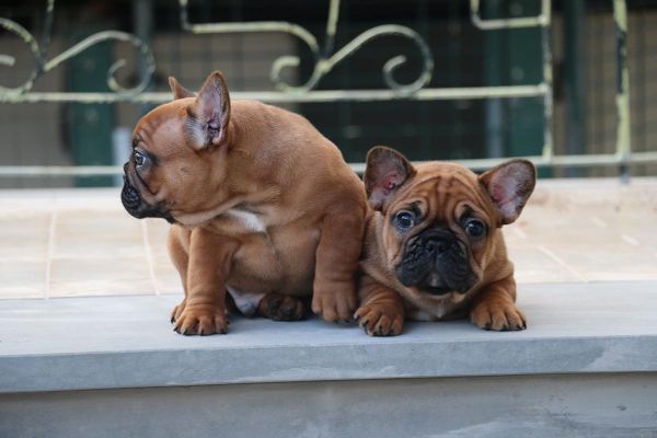 Cachorros Bouledogue Francs - Red Fawn