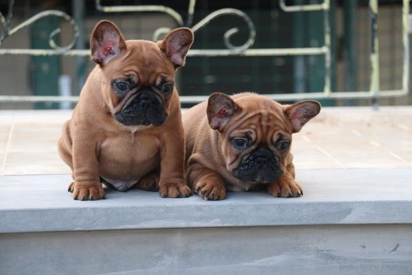 Cachorros Bouledogue Francs - Red Fawn