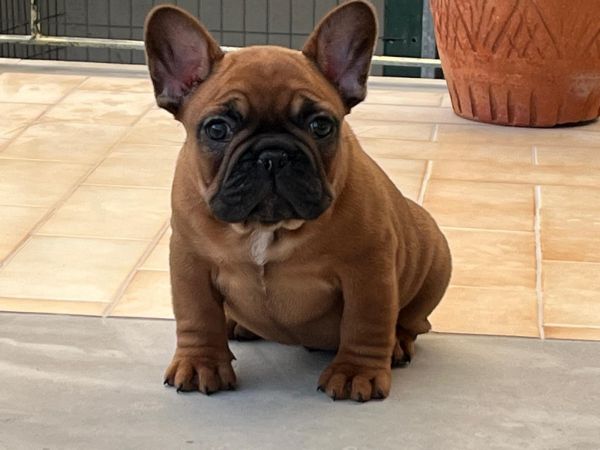 Cachorros Bouledogue Francs - Red Fawn
