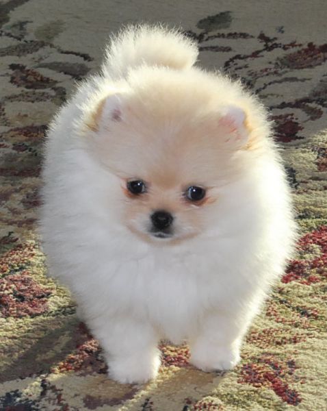 Spitz Alemão Anão Pomerânia Spitz Alemão Anão Pomerânia