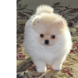 Spitz Alemo Spitz Alemo Ano Pomernia