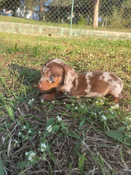 DELICIOSAS SALSICHINHAS PARA VOC LEVAR AGORA CES LINDOS CRIADOS POR MDICA VETERINRIA