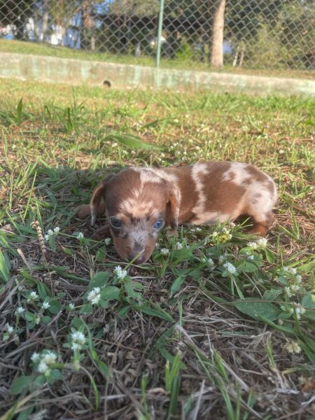 DELICIOSAS SALSICHINHAS PARA VOC LEVAR AGORA CES LINDOS CRIADOS POR MDICA VETERINRIA