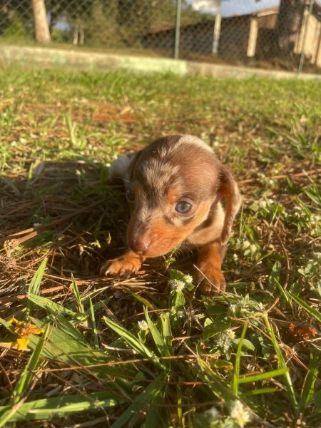 DELICIOSAS SALSICHINHAS PARA VOC LEVAR AGORA CES LINDOS CRIADOS POR MDICA VETERINRIA