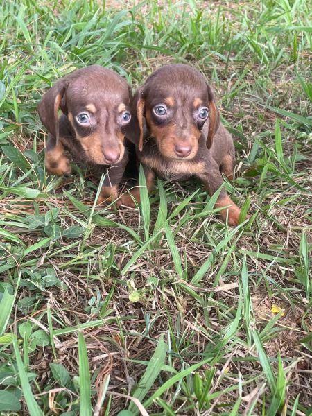 DELICIOSAS SALSICHINHAS PARA VOC LEVAR AGORA CES LINDOS CRIADOS POR MDICA VETERINRIA