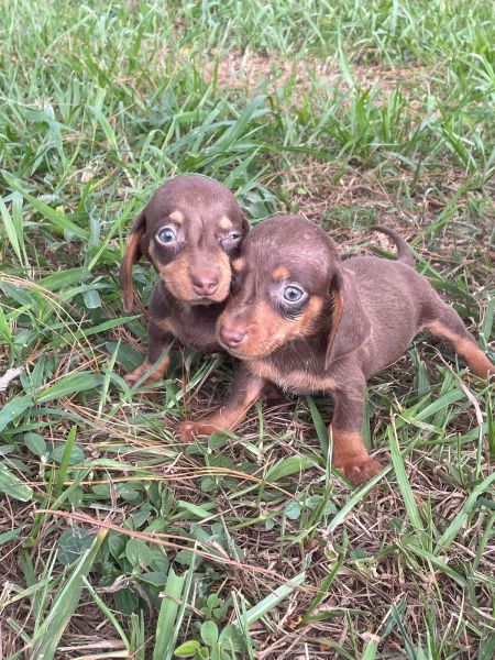 DELICIOSAS SALSICHINHAS PARA VOC LEVAR AGORA CES LINDOS CRIADOS POR MDICA VETERINRIA