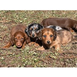 Dachshund Filhotes de dachshund salsichinha So Paulo So Paulo
