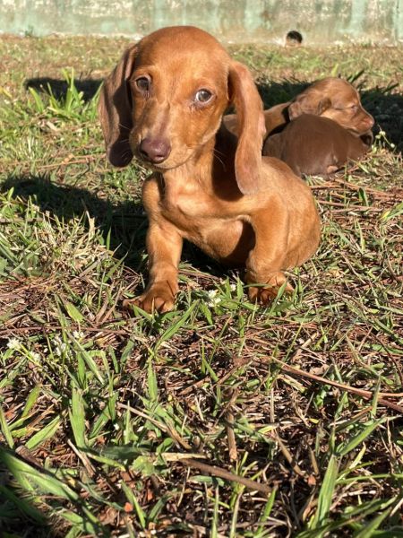 Filhotes de dachshund salsichinha