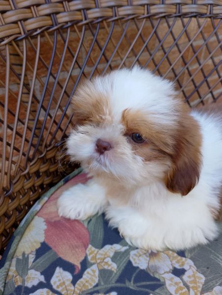Shihtzu macho